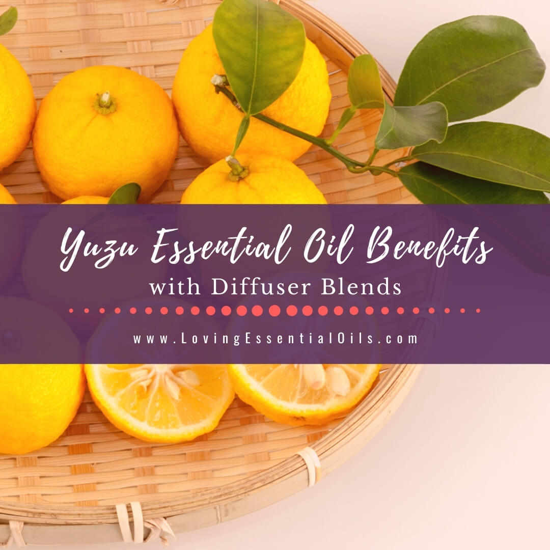 Yuzu Essential Oil Benefits and Diffuser Blend Recipes by Loving Essential Oils