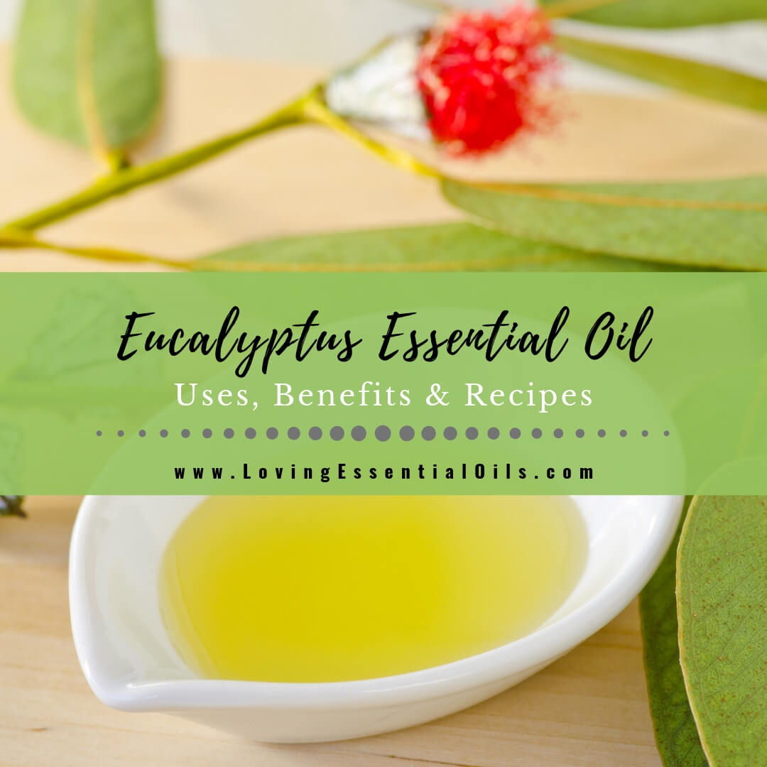 Eucalyptus Essential Oil Uses, Benefits and Recipes Spotlight by Loving Essential Oils