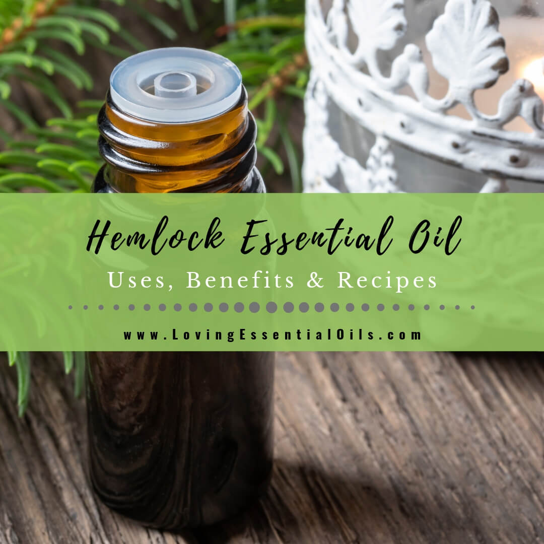 Hemlock Essential Oil Uses, Benefits and Recipes aka Tsuga by Loving Essential Oils