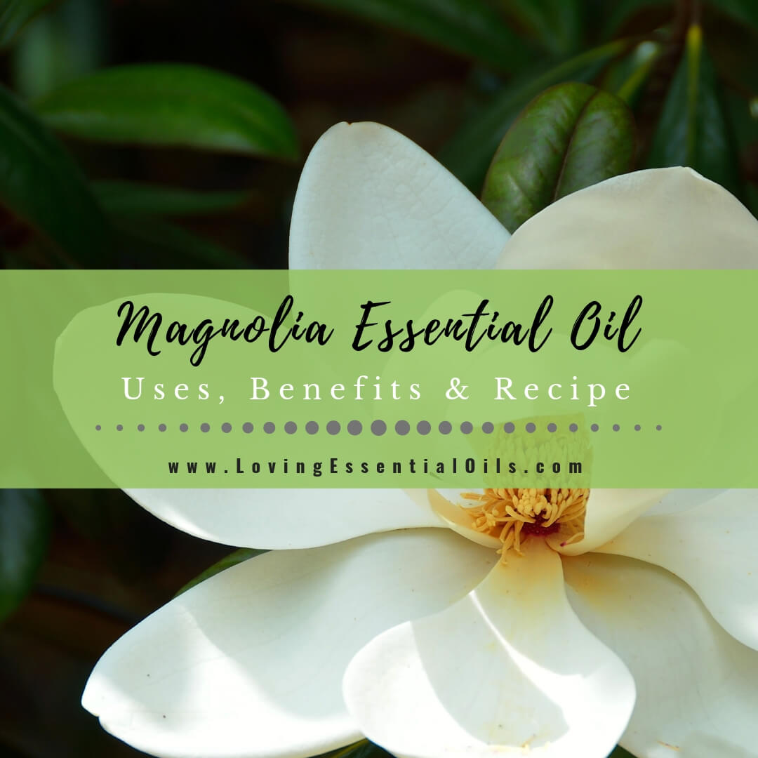 Magnolia Essential Oil Uses, Benefits and Recipes - EO Spotlight by Loving Essential Oils