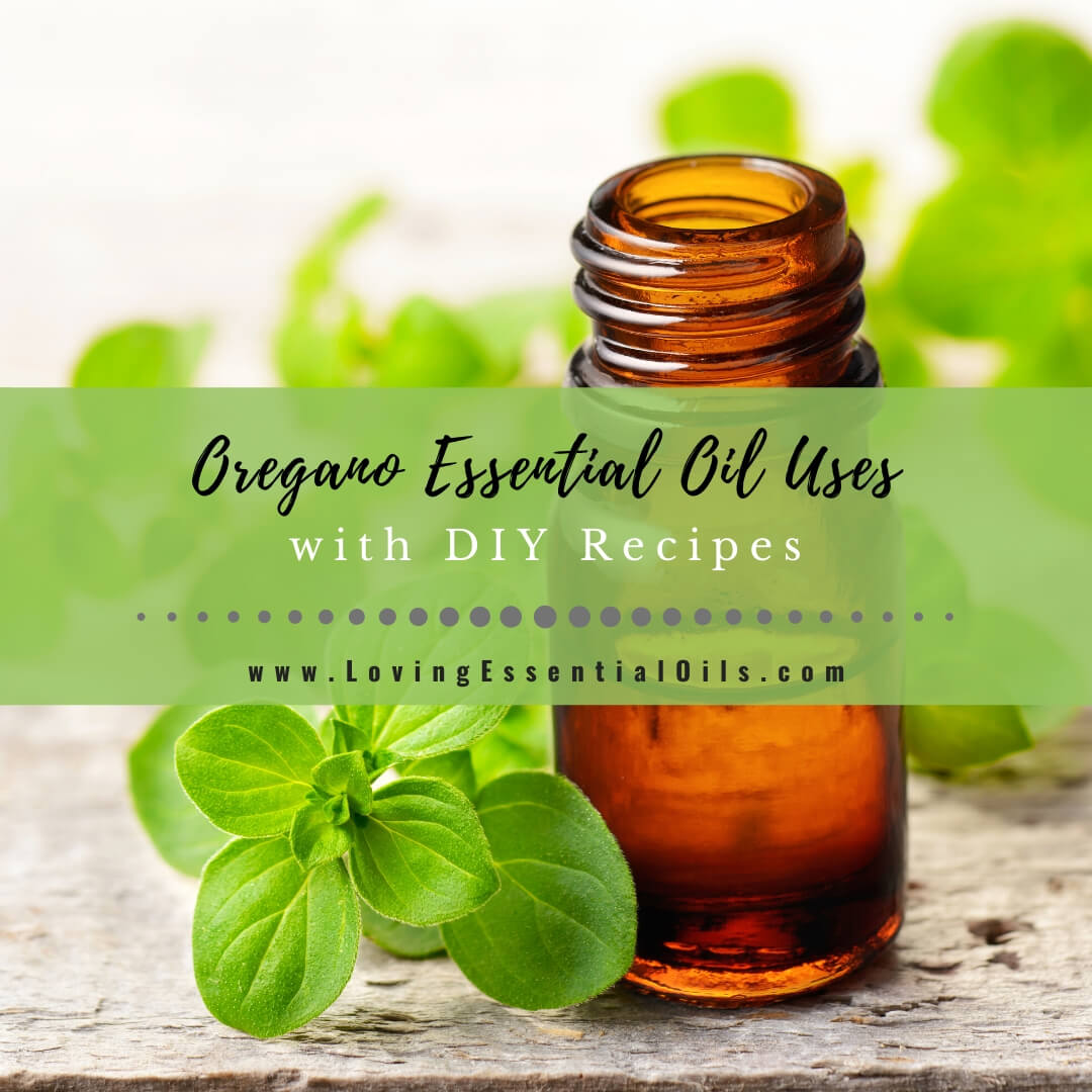 Oregano Essential Oil Recipes, Uses and Benefits by Loving Essential Oils