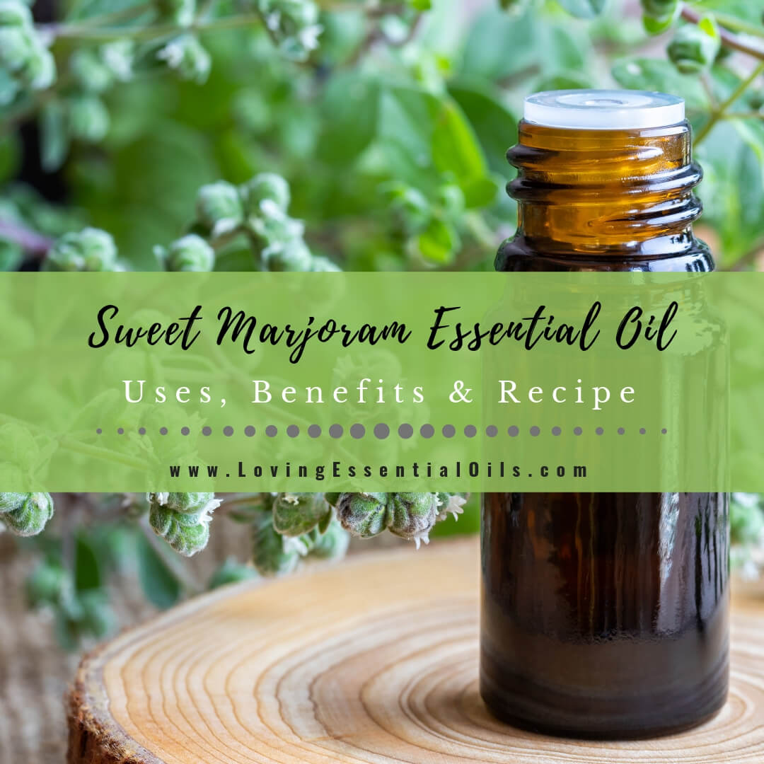 Sweet Marjoram Essential Oil Uses, Benefits & Recipes - EO Spotlight by Loving Essential Oils