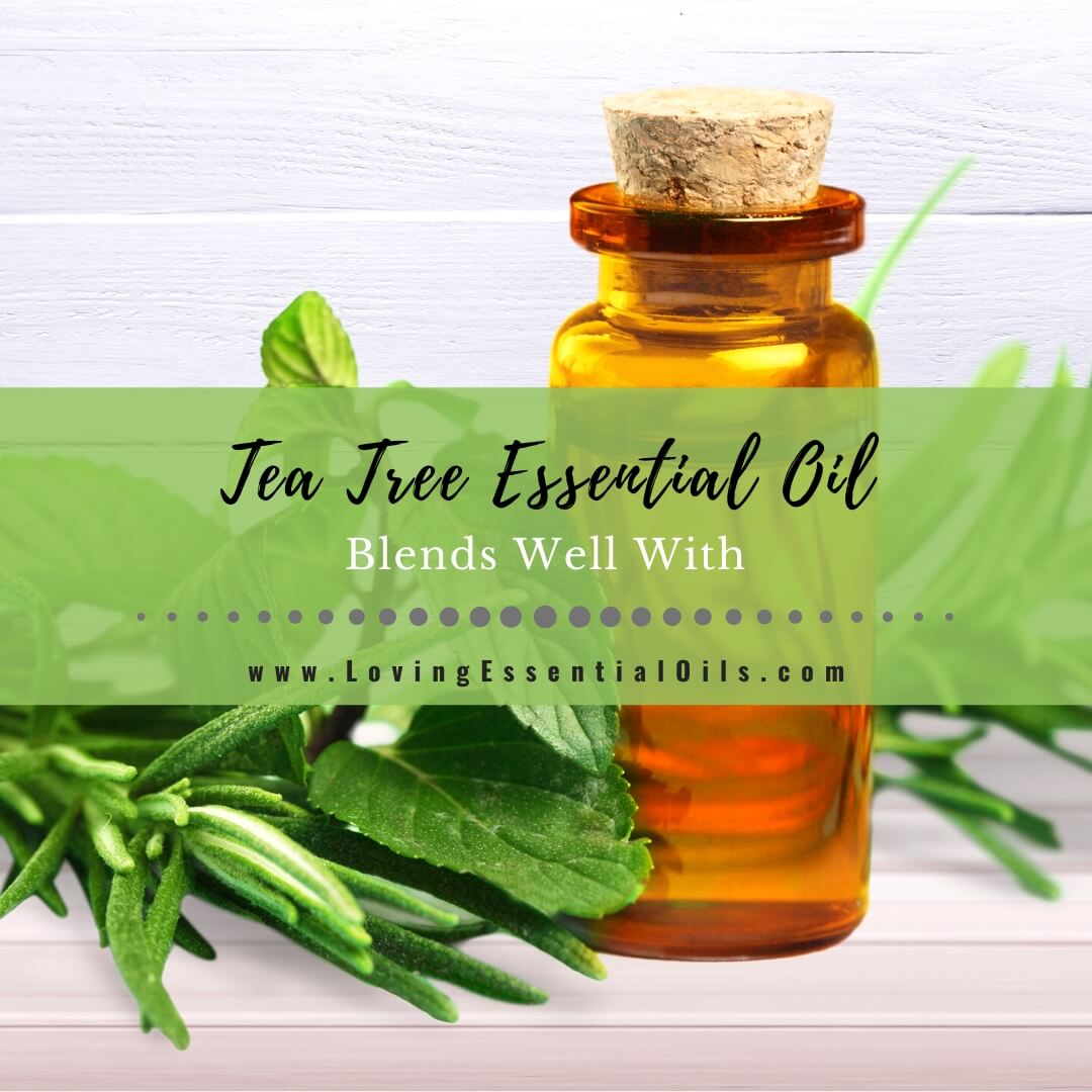 Tea tree essential oil blends well with by Loving Essential Oils
